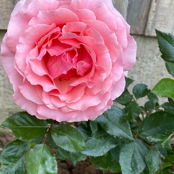 Meet your Posher, Jessica - Picture 1 of 1